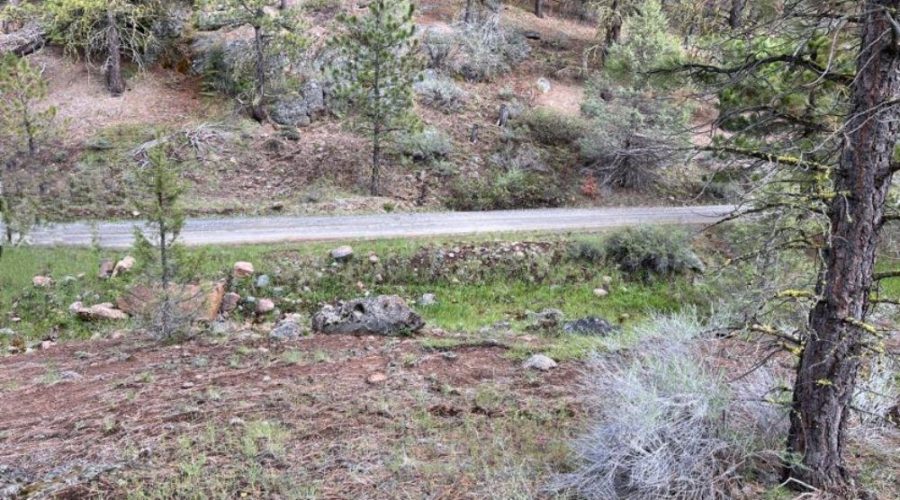 Ground Photo Showing Road Access and Trees for Lot 22 Forest Estates Hwy 6 3