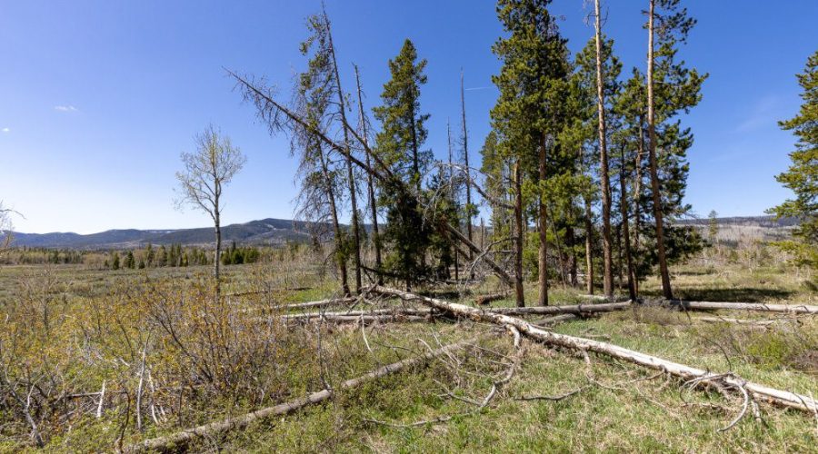 Ground Photo Showing Some Trees on the Lot for for Lot 143 Sky Hitch II At Stagecoach 3