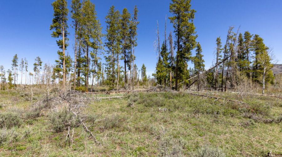 Ground Photo Showing Some Trees on the Lot for for Lot 143 Sky Hitch II At Stagecoach 2