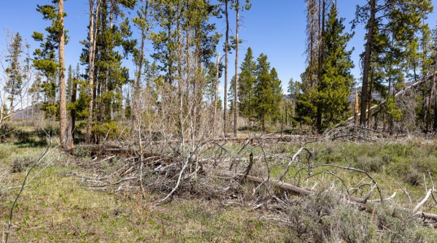 Ground Photo Showing Some Trees on the Lot for for Lot 143 Sky Hitch II At Stagecoach