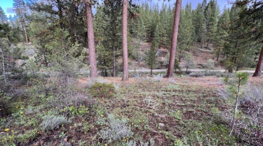 Ground Photo Showing Road Access and Trees for Lot 22 Forest Estates Hwy 6