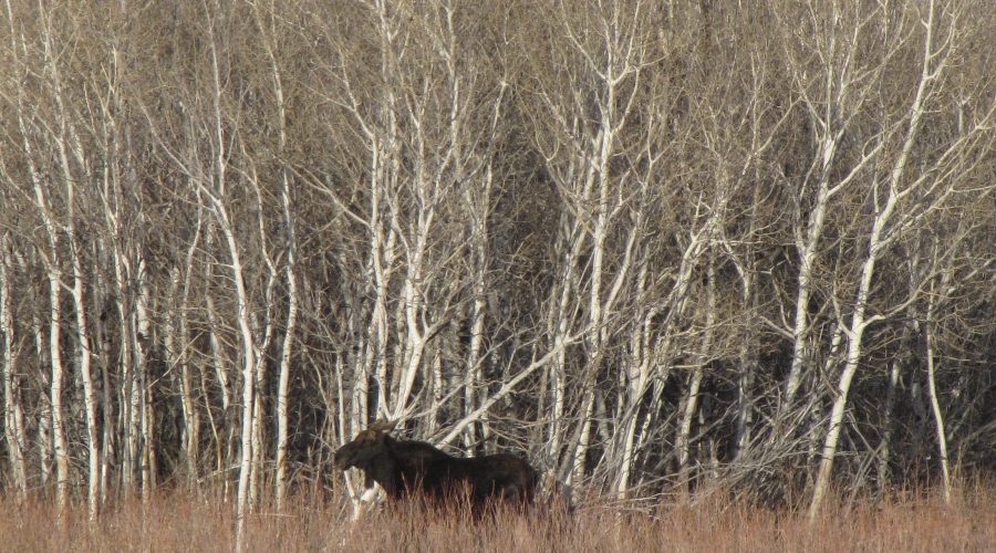 BVR-moose-close