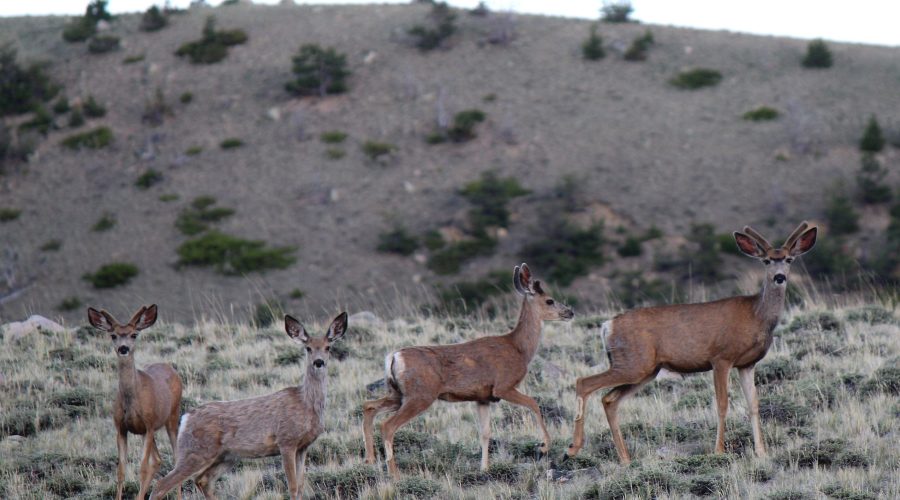 BVR946-deer (17)