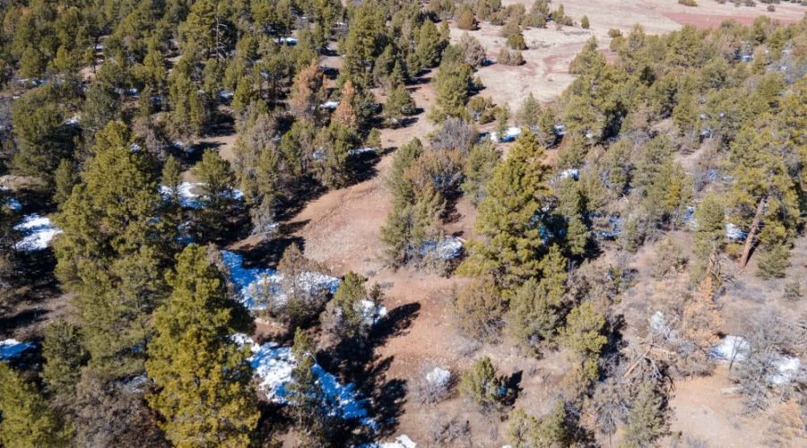 Aerial Photo Showing Vegetations on the Lot for PEACEFUL LIVING AMONG THE NM PINES 3
