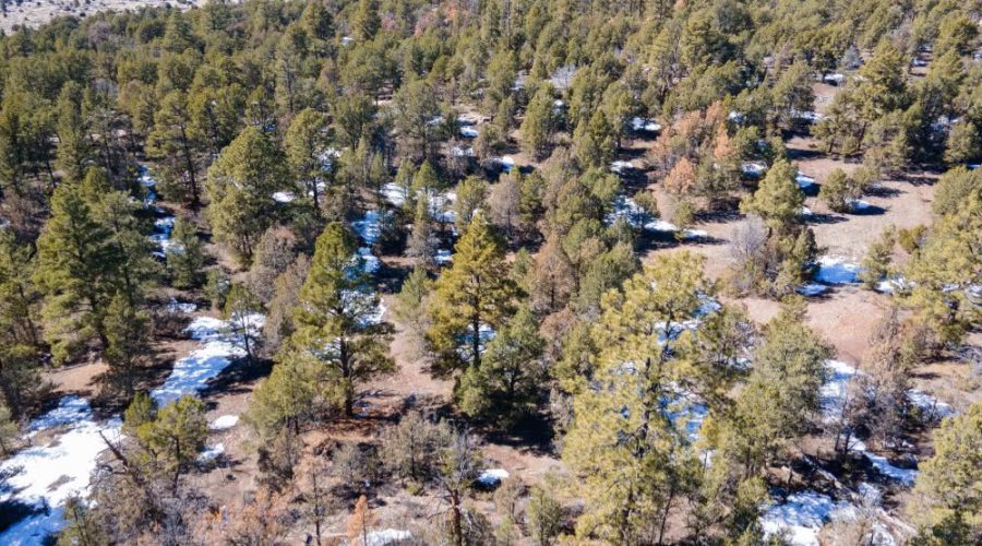Aerial Photo Showing Vegetations on the Lot for PEACEFUL LIVING AMONG THE NM PINES 2