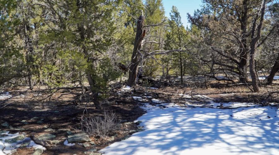 Ground Photo with Trees on the Lot for PEACEFUL LIVING AMONG THE NM PINES 2