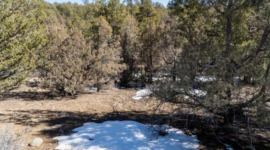 Ground Photo with Trees for PEACEFUL LIVING AMONG THE NM PINES
