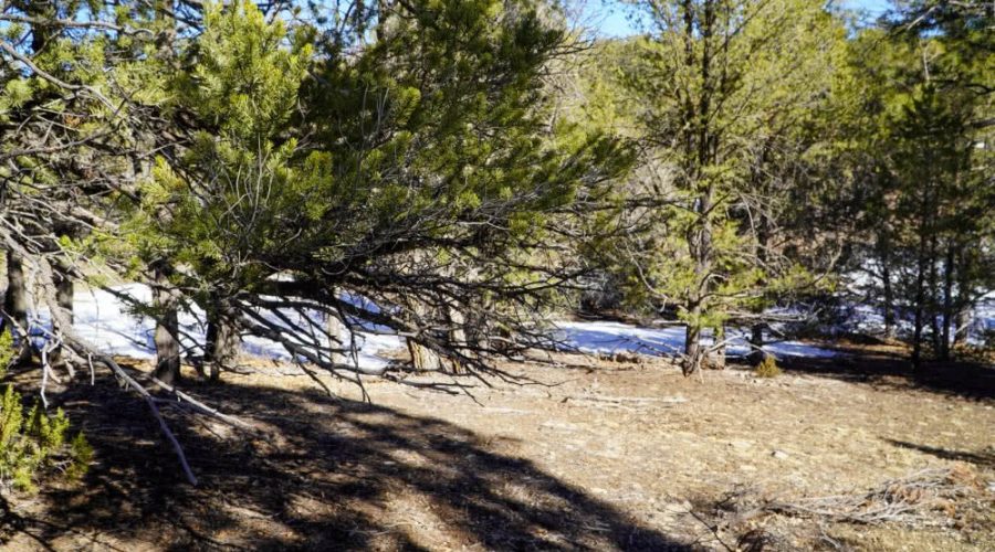 Ground Photo Showing Slope Grade of the Lot for PEACEFUL LIVING AMONG THE NM PINES