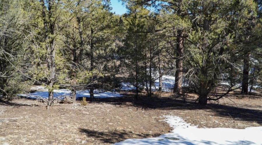 Ground Photo Showing Slope Grade of the Lot for PEACEFUL LIVING AMONG THE NM PINES 2