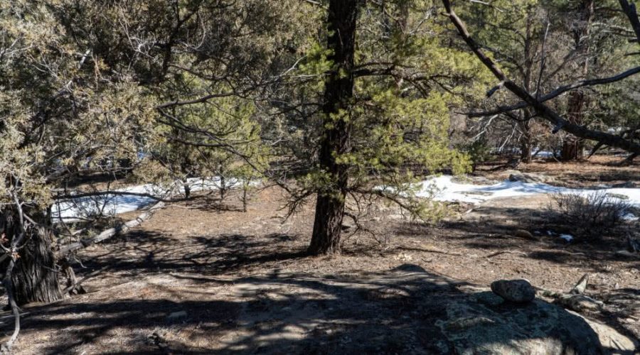 Ground Photo Showing Variety of Trees for PEACEFUL LIVING AMONG THE NM PINES