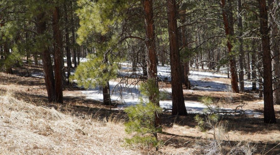 Downhill Photos with Trees for Meadowside Lot Near Angel Fire Ski