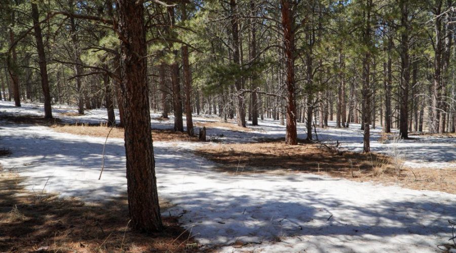 Downhill Photos with Trees of Meadowside Lot Near Angel Fire Ski