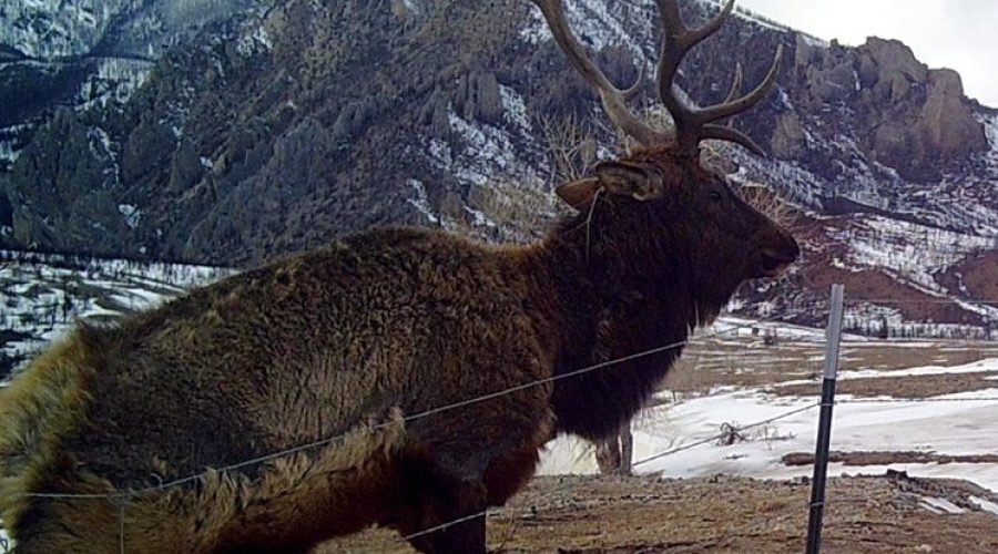 Elk-938-20