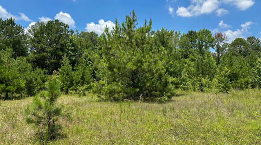 Ground (17)