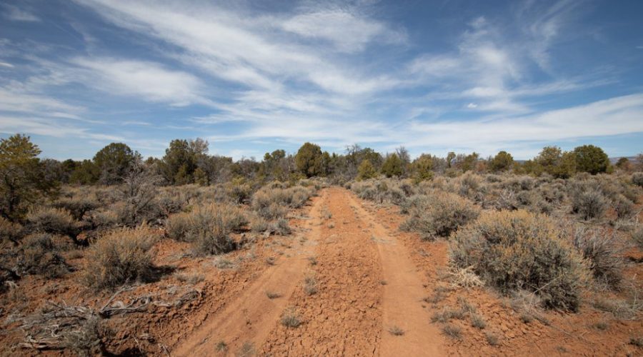 Ground Photo Standing on the Dirt Road Access for Public Hunting Unlimited 40 Ac