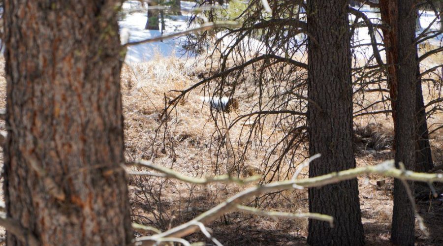 Ground Photo for Meadowside Lot Near Angel Fire Ski 2