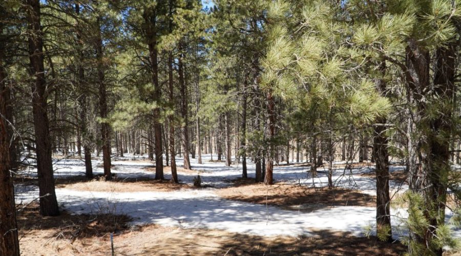 Ground Photos with Variety of Trees for Meadowside Lot Near Angel Fire Ski