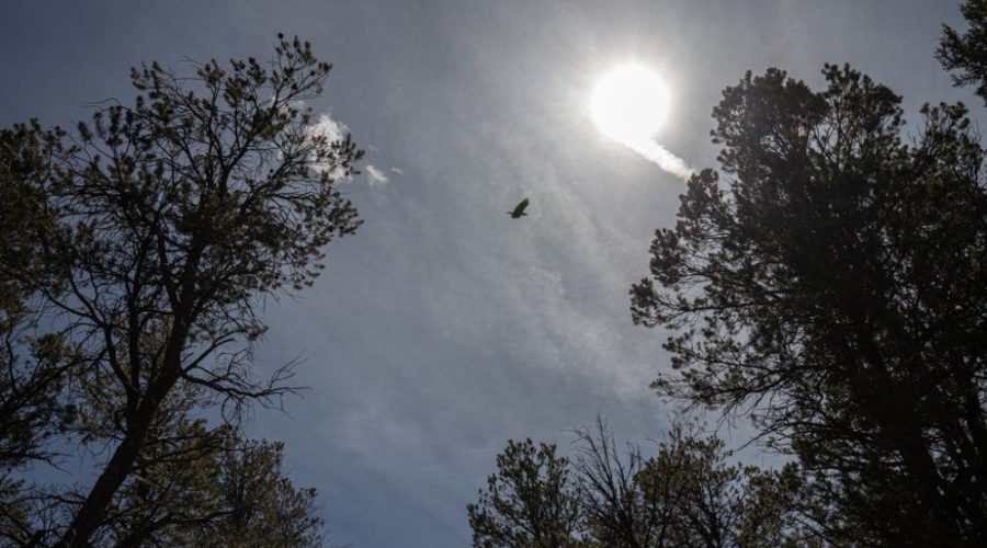 Random Man's Eye View from the Lot with Trees for Public Hunting Unlimited 40 Ac