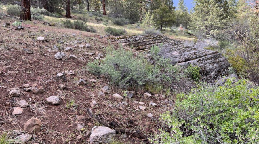 Ground Photo with Trees Showing Terrain for Lot 22 Forest Estates Hwy 6