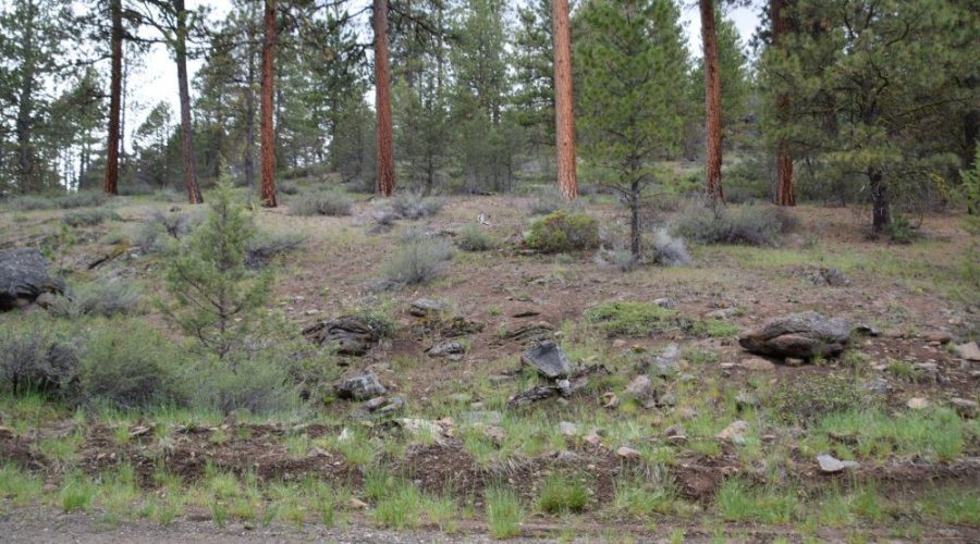 Ground Photo with Trees Fronting the Property for Lot 22 Forest Estates Hwy 6