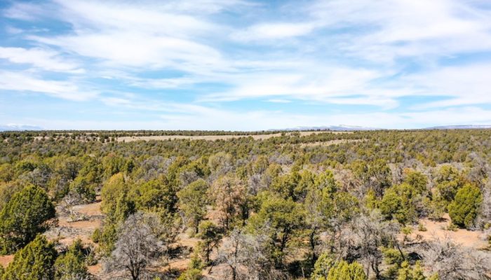 Property Photo with Trees for Public Hunting Unlimited 40 Ac 2