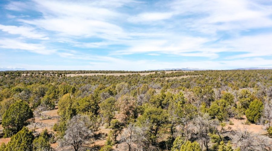 Property Photo with Trees for Public Hunting Unlimited 40 Ac 2