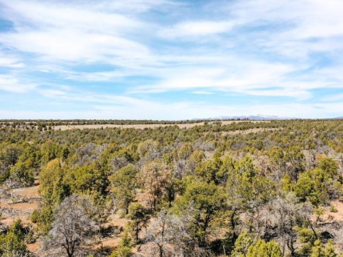 Property Photo with Trees for Public Hunting Unlimited 40 Ac 2