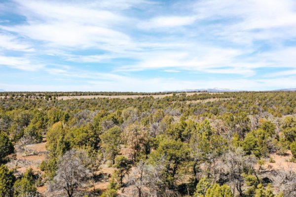 Property Photo with Trees for Public Hunting Unlimited 40 Ac 2