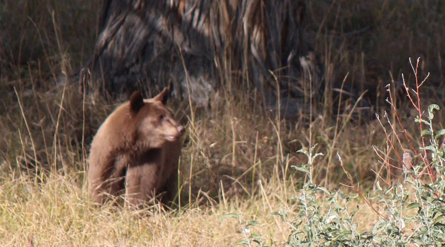 Robertson-Draw-Bear3