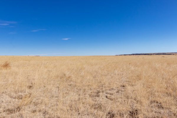 Ground Photo with Mountain Background for Pristine 35 Acre So CO Ranchland 4