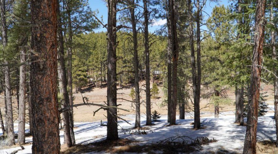 Sloping Ground View with Trees of Meadowside Lot Near Angel Fire Ski