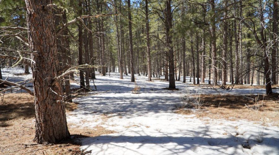 Treed Lot Photo for Meadowside Lot Near Angel Fire Ski