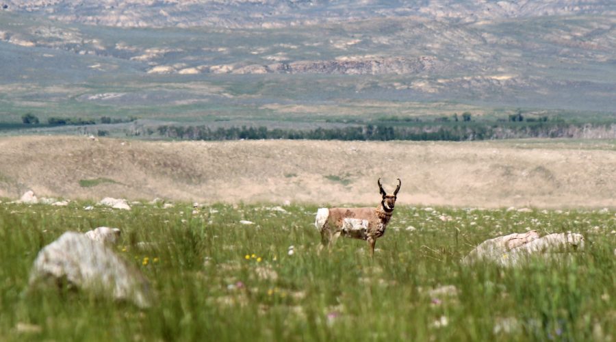 bvr946-antelope