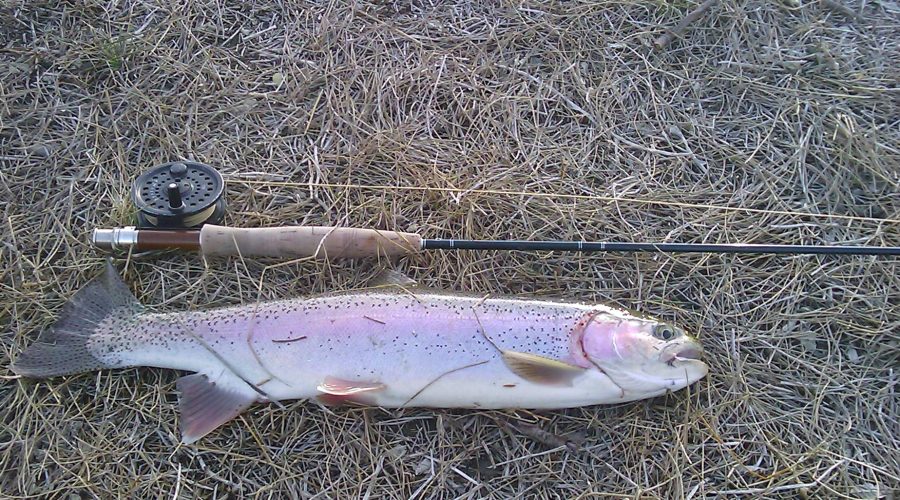 trout-2010